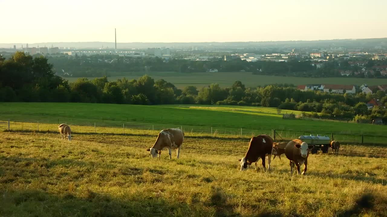农场里吃草的牛视频下载
