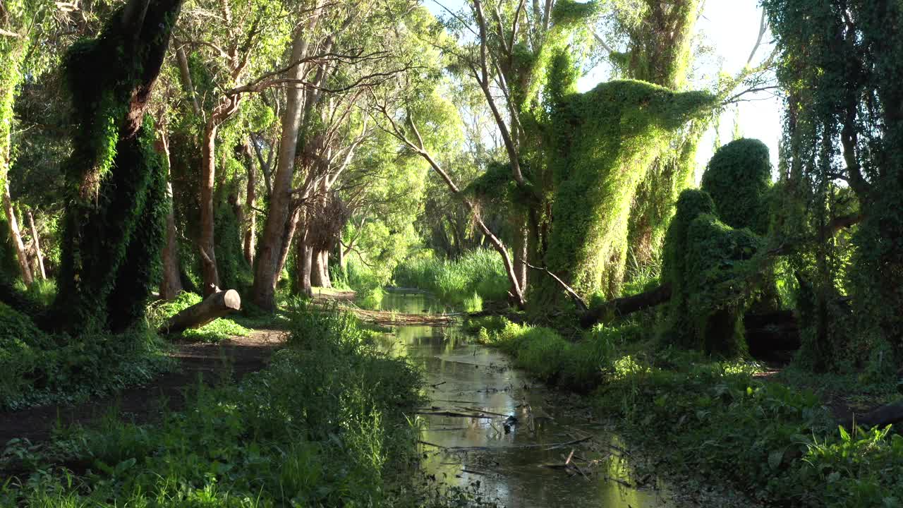 鸟瞰图珀斯秘密花园，西澳大利亚-无人机4K视频视频下载