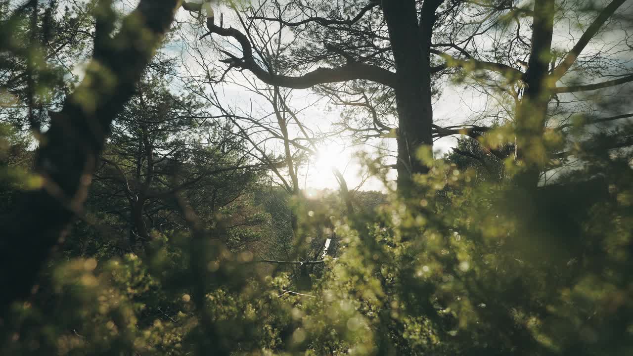 挪威的森林:春天日落时树木的细节视频下载