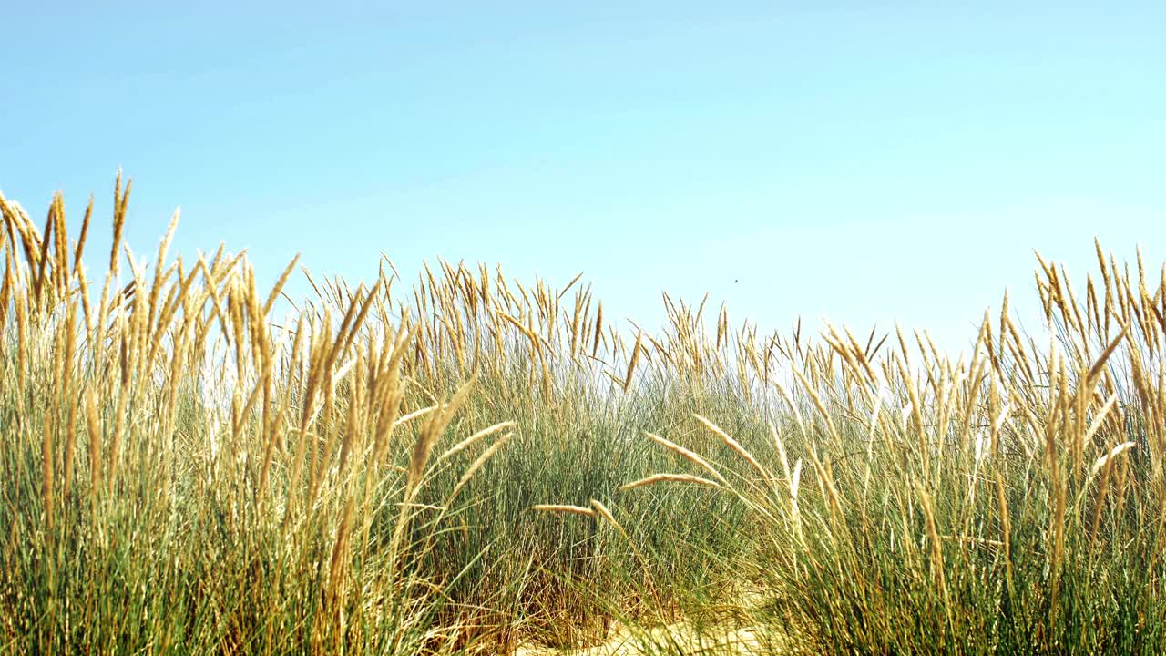 海滩上的草在微风中轻轻吹着。视频下载