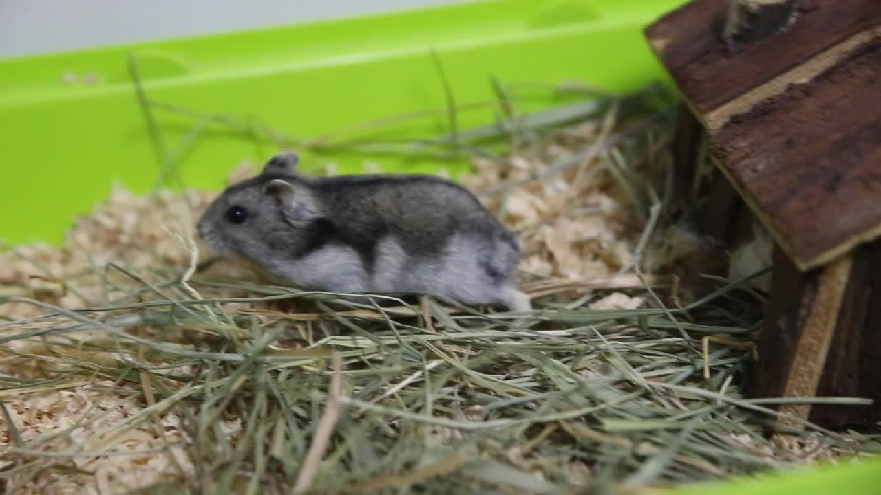 小俄罗斯仓鼠走在他的笼子里在锯屑和干草地上视频素材