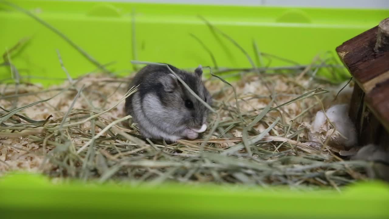 小俄罗斯仓鼠在干草地上吃南瓜籽视频素材