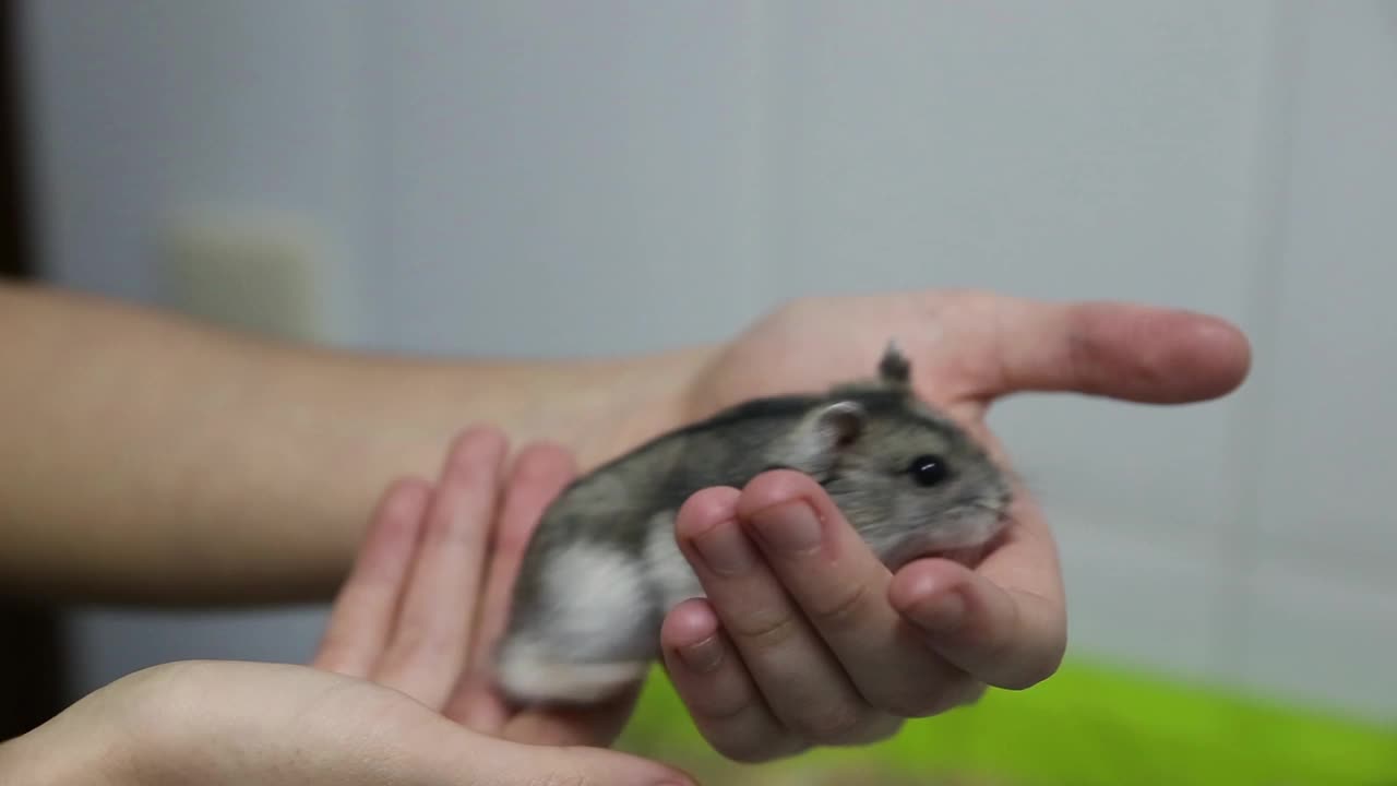 小俄罗斯仓鼠在一个孩子的手中行走视频素材