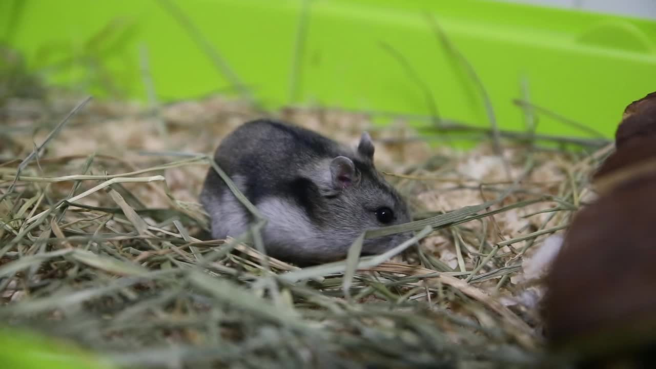 一只俄罗斯仓鼠在干草地上用两条腿站立，以达到一个出现在场景中的孩子的手提供的食物视频素材