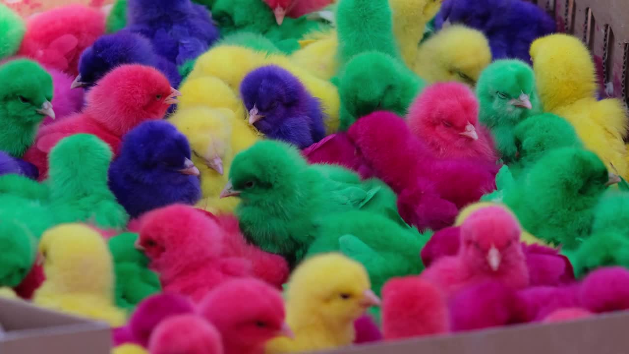 彩色染色小鸡在亚洲市场出售。视频下载