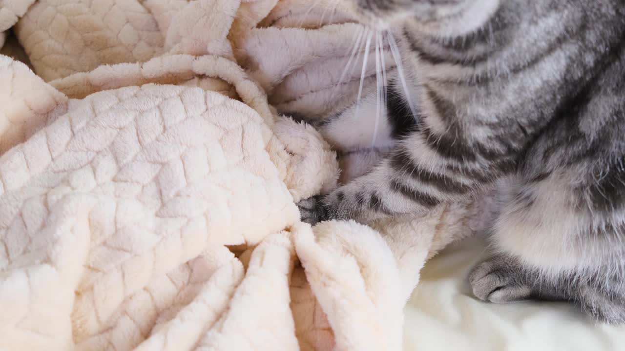 猫用爪子把毯子弄皱了。视频下载
