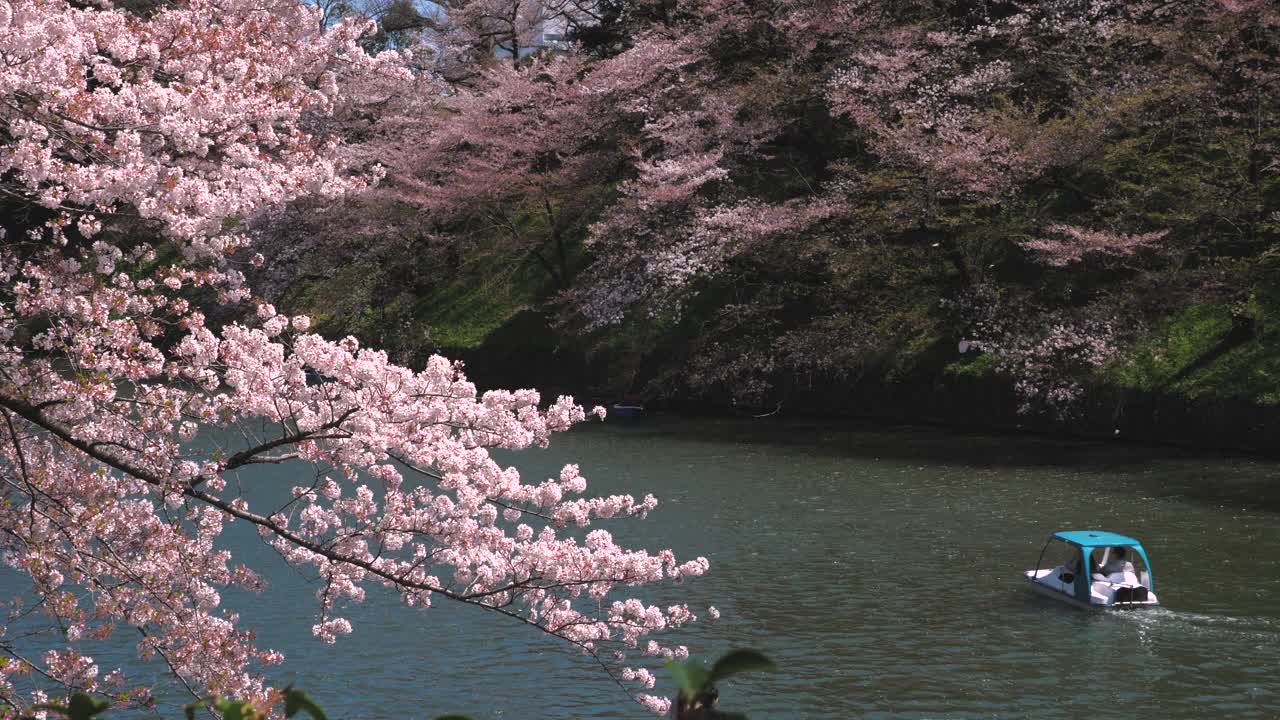 日本东京千鸟渊公园，樱花花瓣飘落视频下载