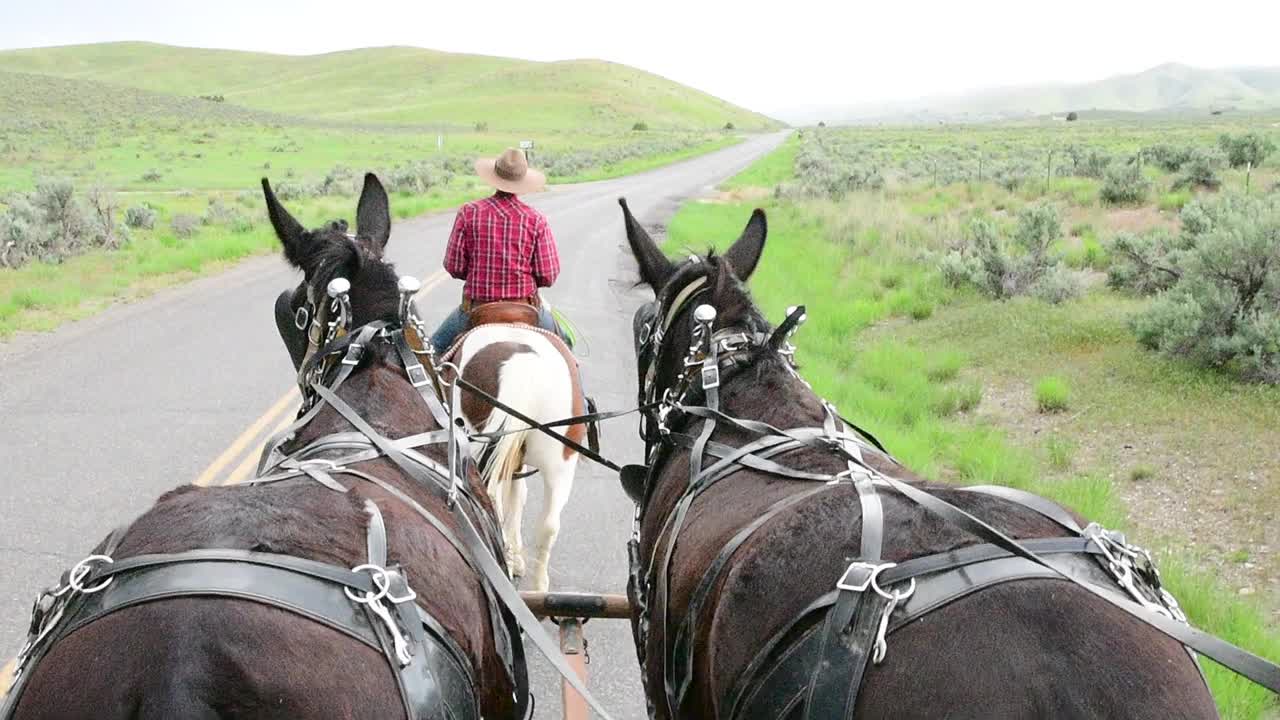 马车观点的马和在犹他州牛仔的后视镜视频下载