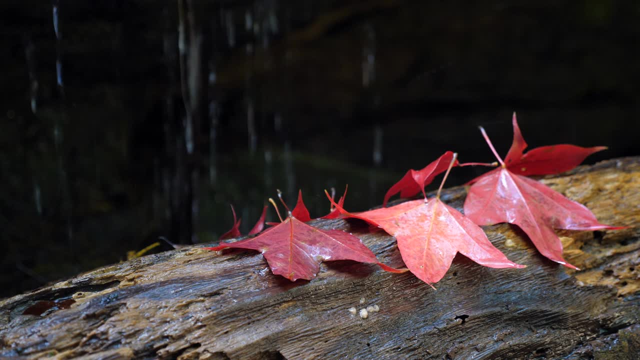 秋天的背景。小瀑布旁的树桩上有红色的枫树叶视频下载