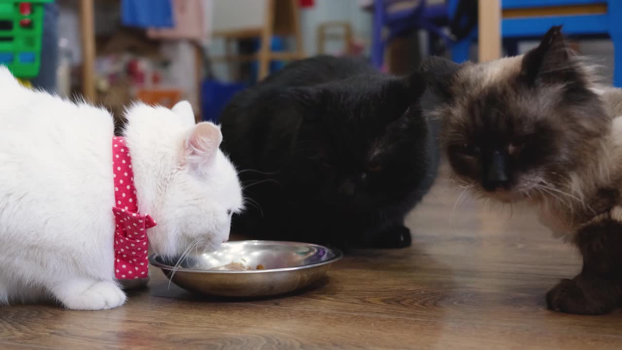 三只猫坐在一碗食物旁边。视频素材