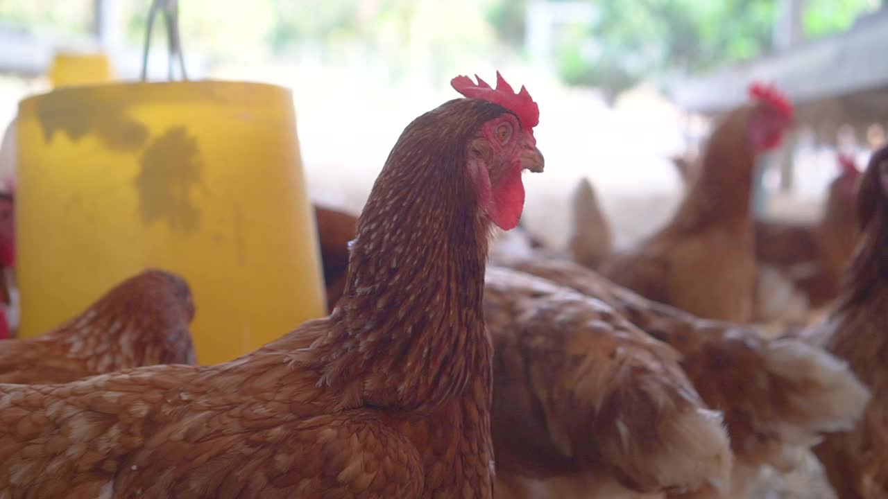 在有机农场放养母鸡视频下载