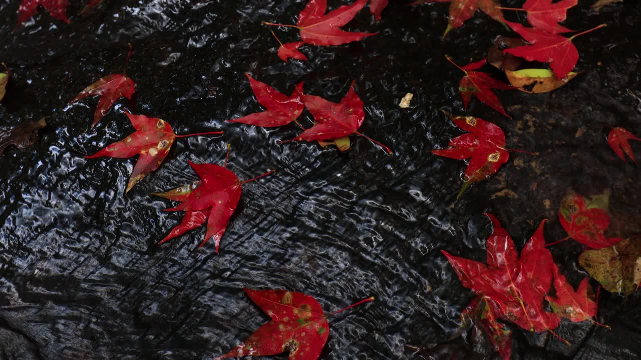 秋天的叶子，秋天的季节红色的枫叶和水溪在自然森林。视频下载