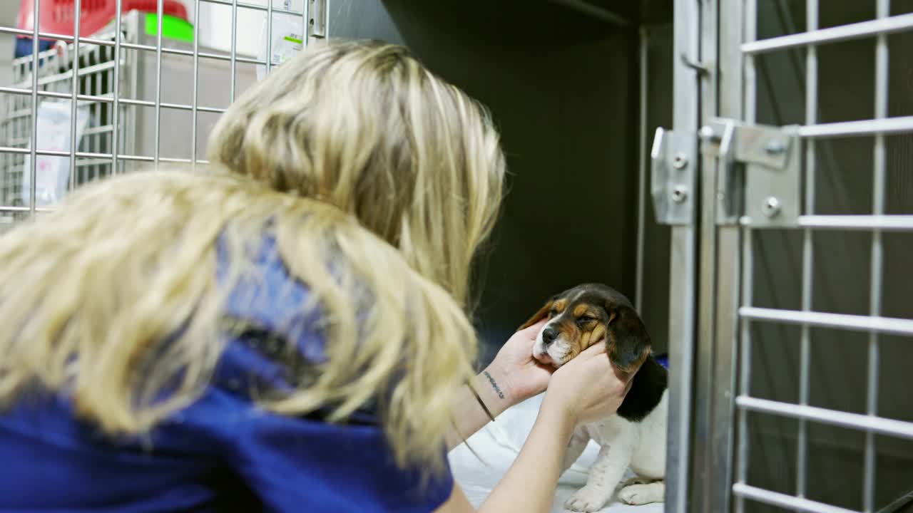 在动物医院照顾幼犬的狗舍助理视频下载