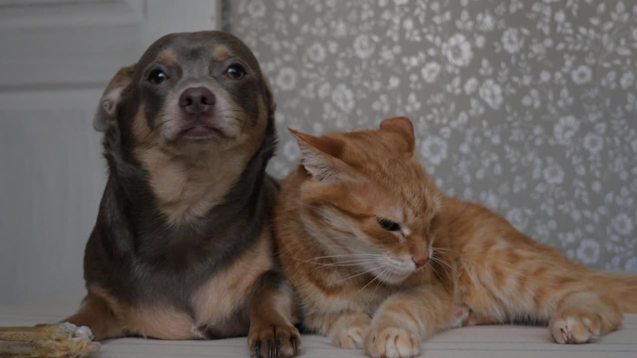 猫和狗一起睡在床上。猫和狗的友谊。宠物猫狗。4 k视频下载
