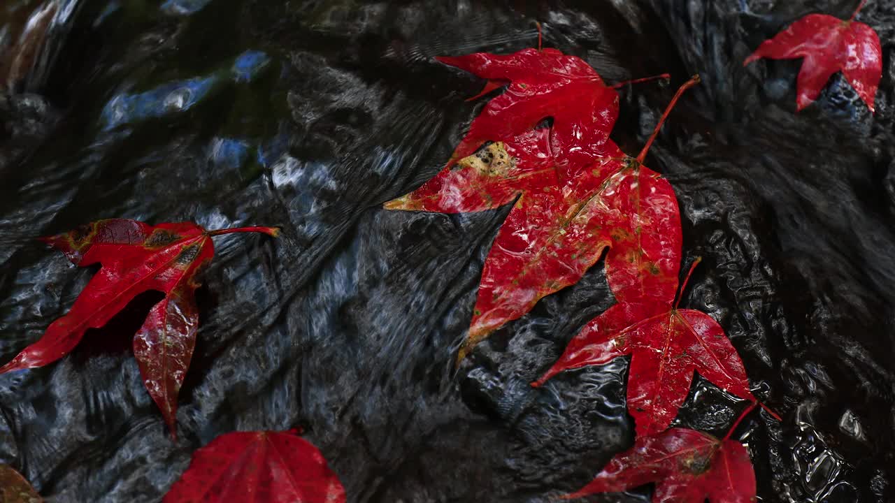 秋天的季节，红红的枫叶随着溪水流淌在大自然的森林里，秋叶，4K分辨率视频下载