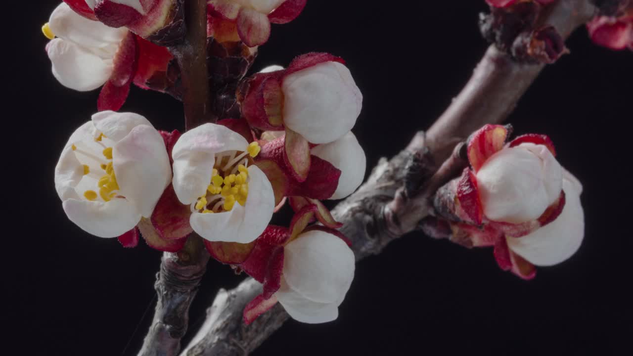 春天的花。杏枝上的杏花在黑色的背景上绽放视频下载