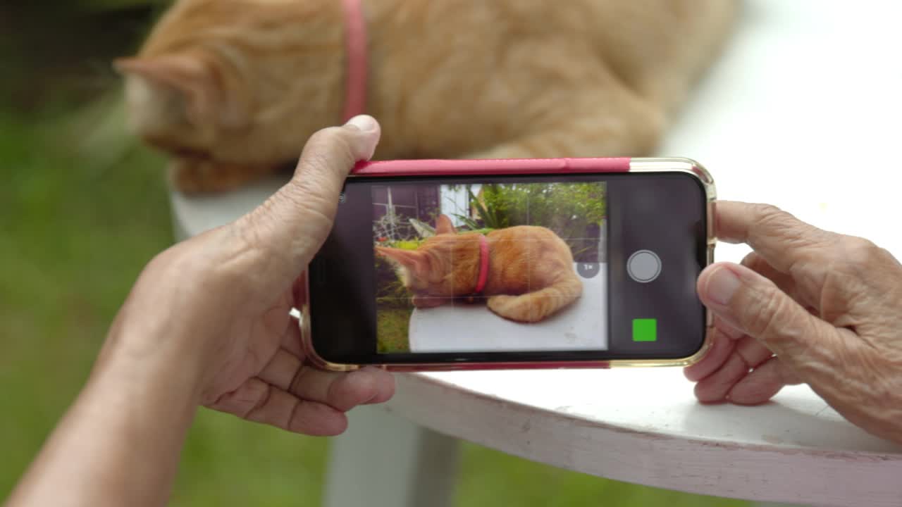 快乐的老女人在后院用手机拍她的猫的照片视频下载