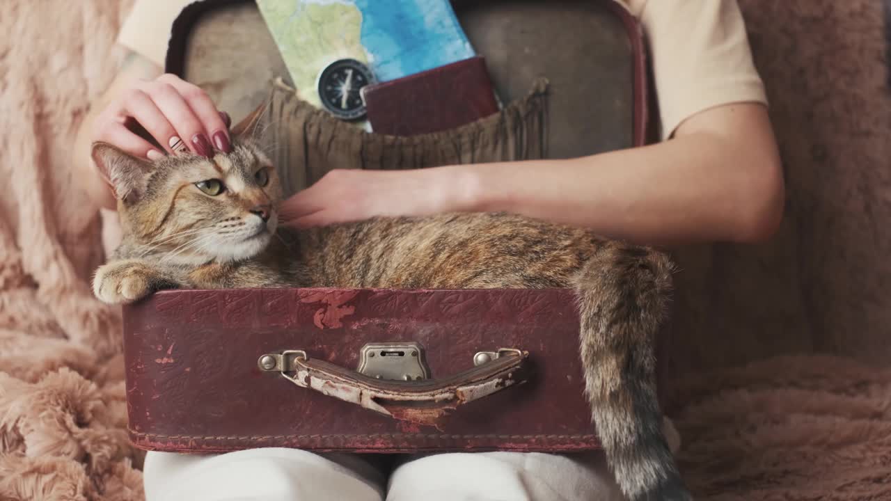 一个女人在手提箱里抚摸着一只猫。视频下载