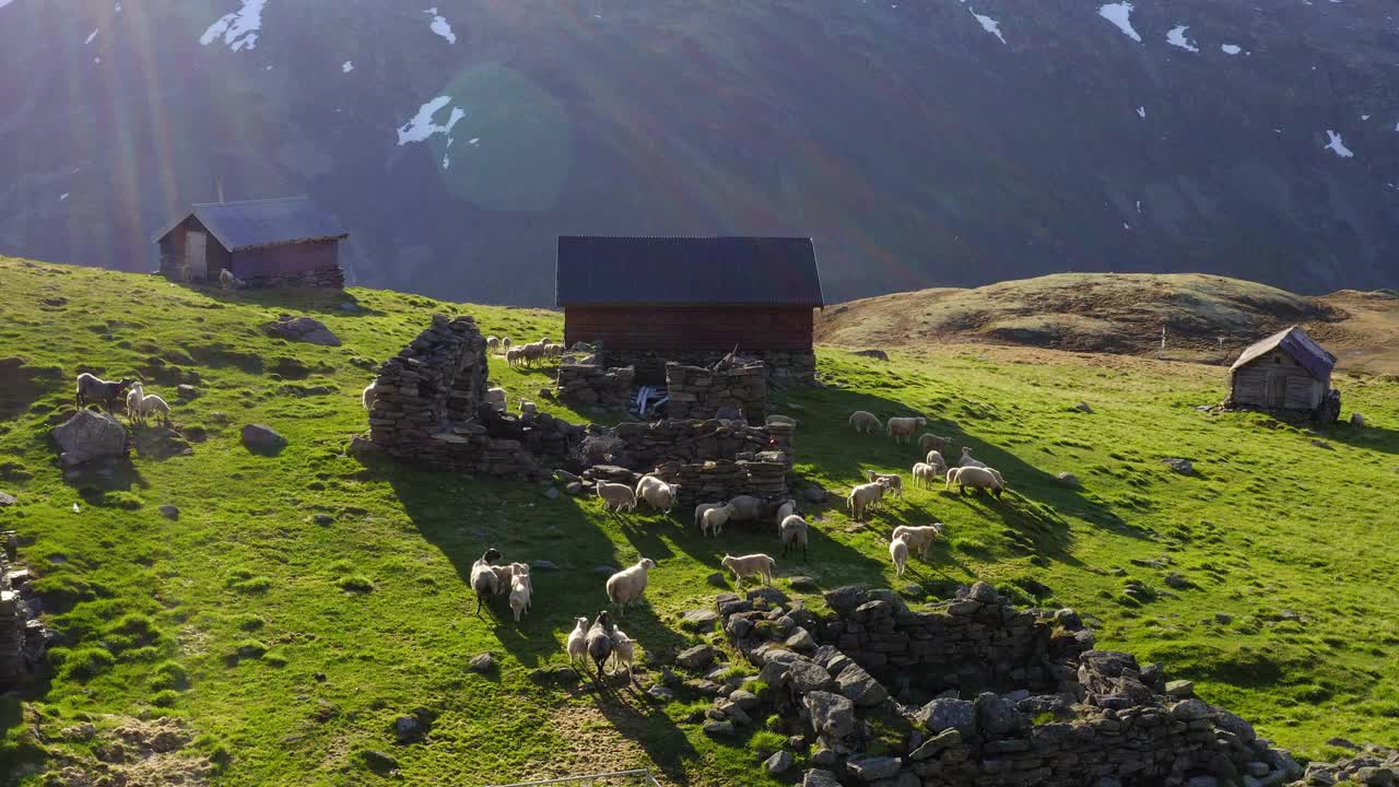 在阳光明媚的日子里，空中平移拍摄的绵羊在山上的房子旁边视频素材
