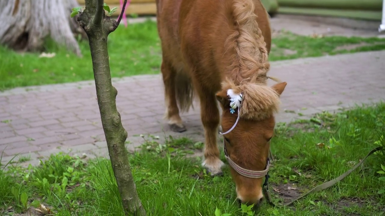 一只漂亮的棕色小马驹在公园里吃绿草。视频下载