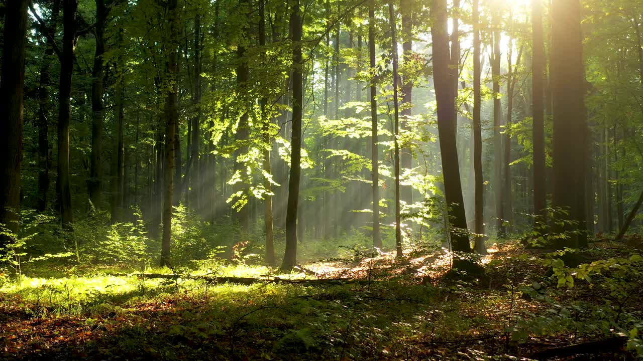 空中拍攝的森林里美麗的早晨視頻素材
