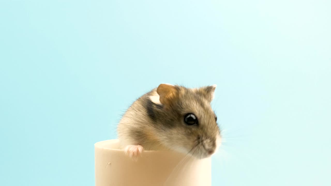 一个小有趣的微型jungar仓鼠的特写。家里毛茸茸的、可爱的准噶尔鼠。视频下载