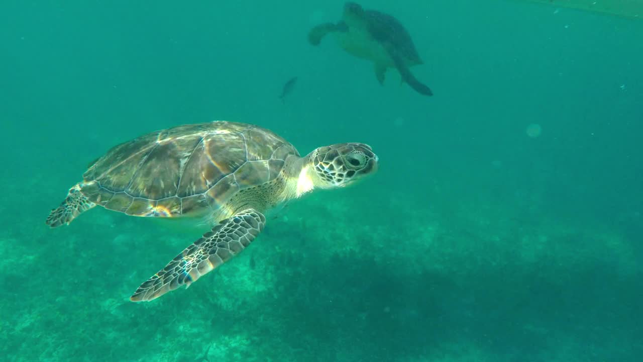 海龟在海洋下游泳的特写镜头-墨西哥图卢姆视频素材