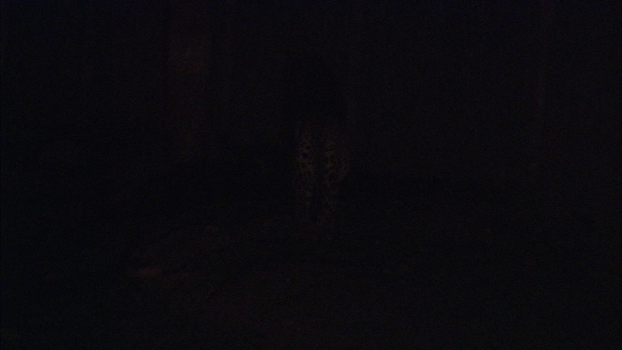在森林的后视图中，豹在夜间进入林地视频素材
