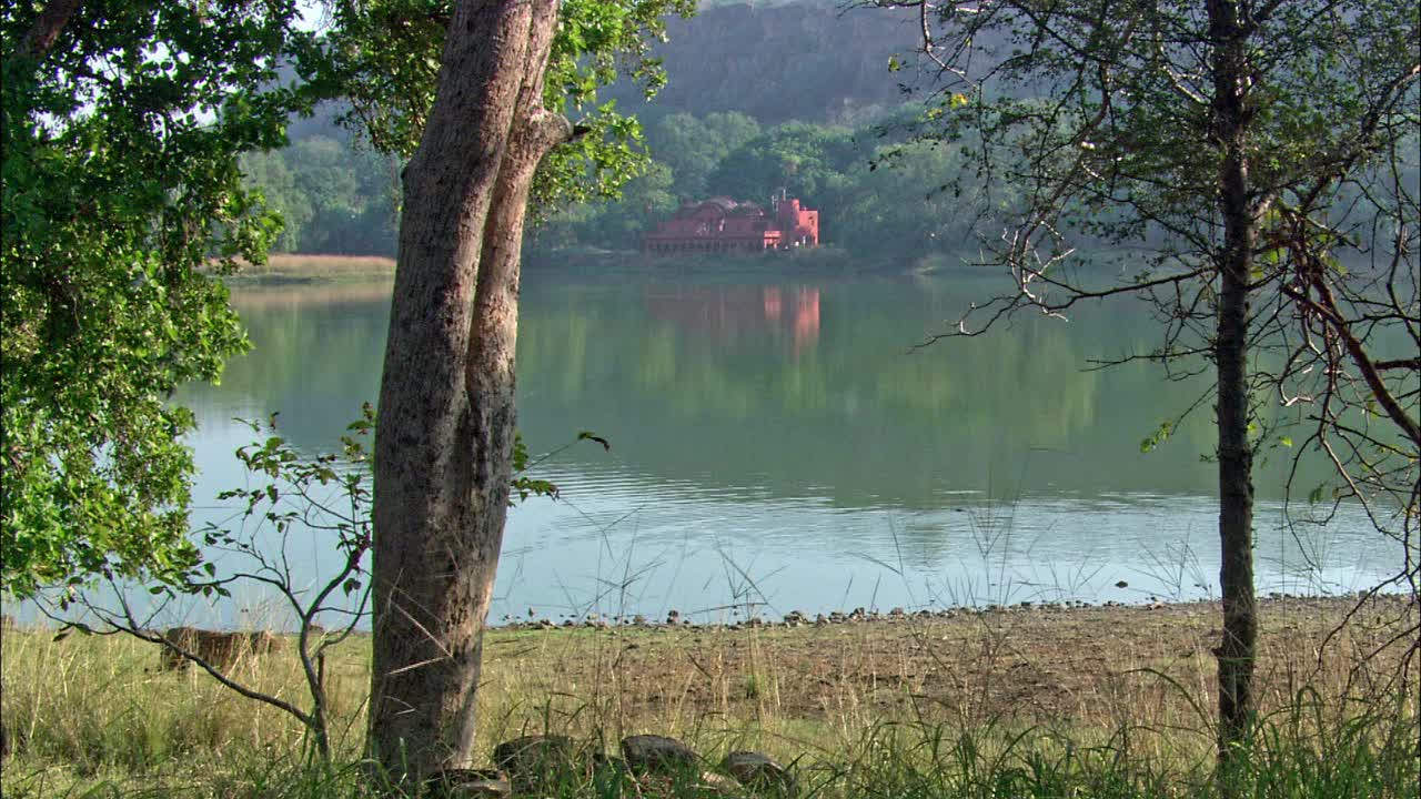 老虎在湖边散步，背景是水边的老红楼宽拍视频素材