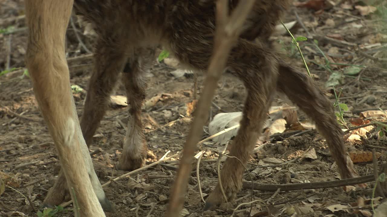 刚出生的小鹿站在母亲身边，瑟瑟发抖——中镜头视频素材