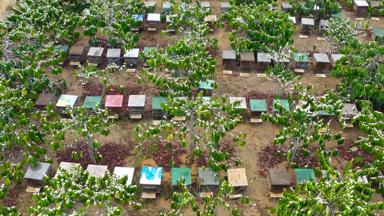咖啡花和蜂巢农场从越南-鸟瞰图- 4k分辨率视频素材