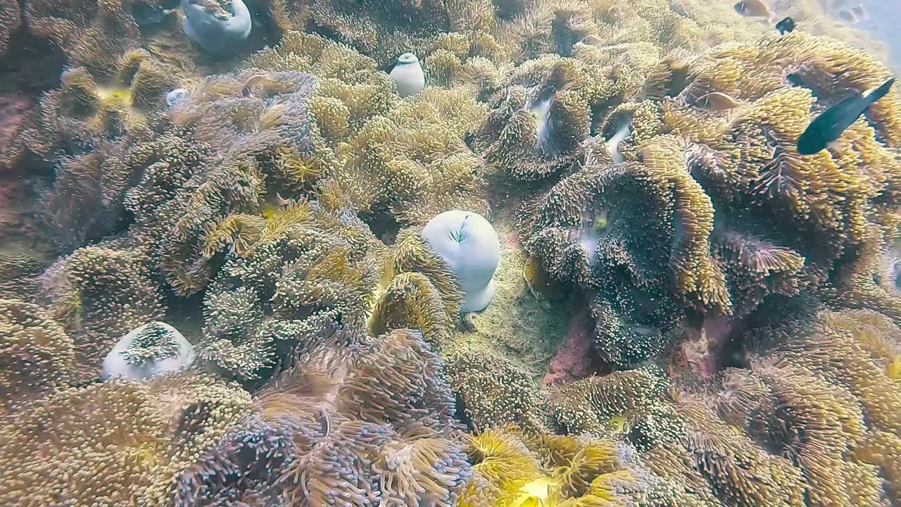 海葵田和海鱼在珊瑚礁钟峰尖峰景观水下视频与清晰的海洋海洋背景潜水之旅。视频下载