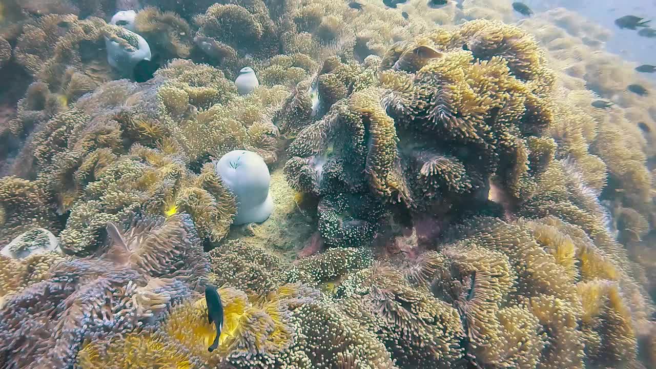 海葵田和海鱼在珊瑚礁钟峰尖峰景观水下视频与清晰的海洋海洋背景潜水之旅。视频下载