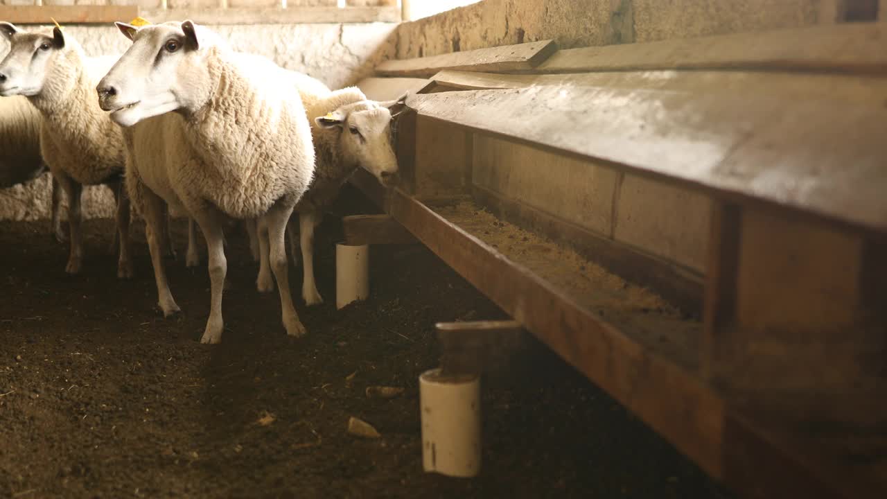 羊在食槽里吃饲料视频下载