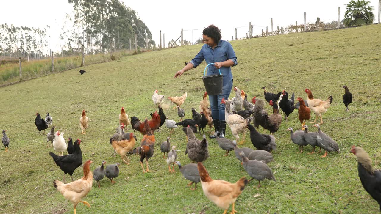 在田里喂鸡的妇女视频下载
