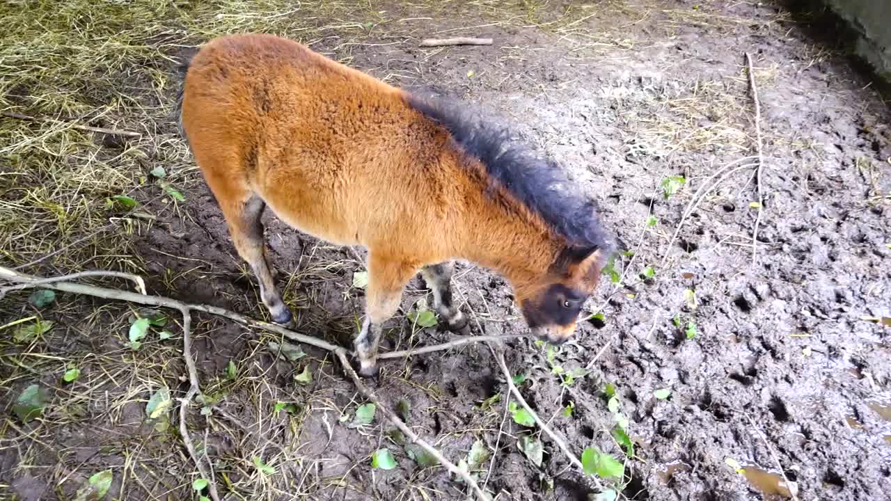 小马驹在围场里。视频下载