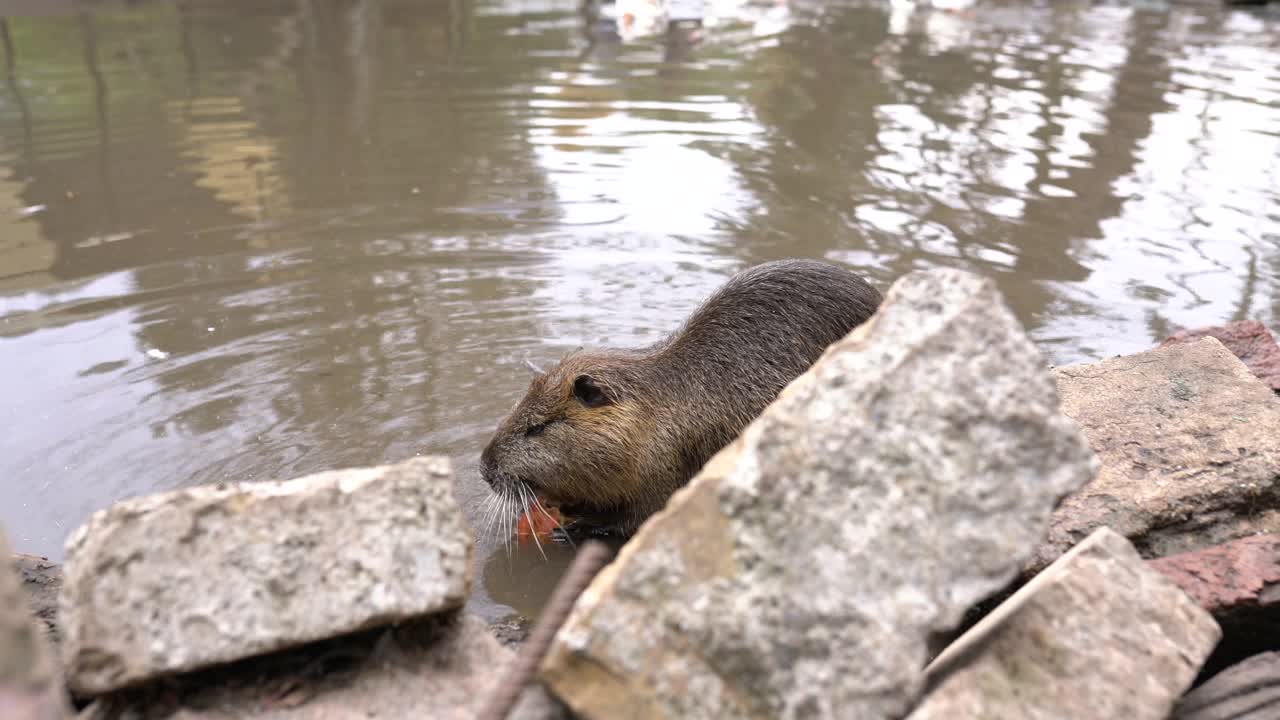 海狸鼠在池塘里吃东西视频素材