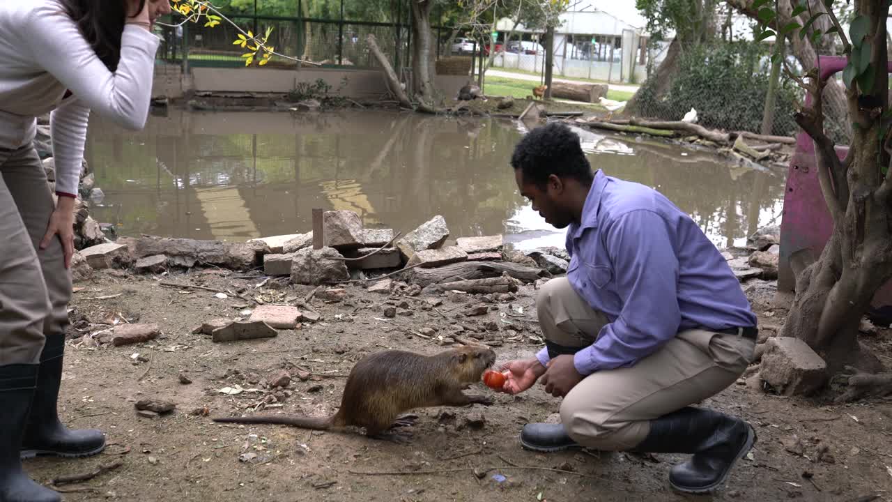 农场工人带着海狸鼠在池塘边饲养动物视频素材
