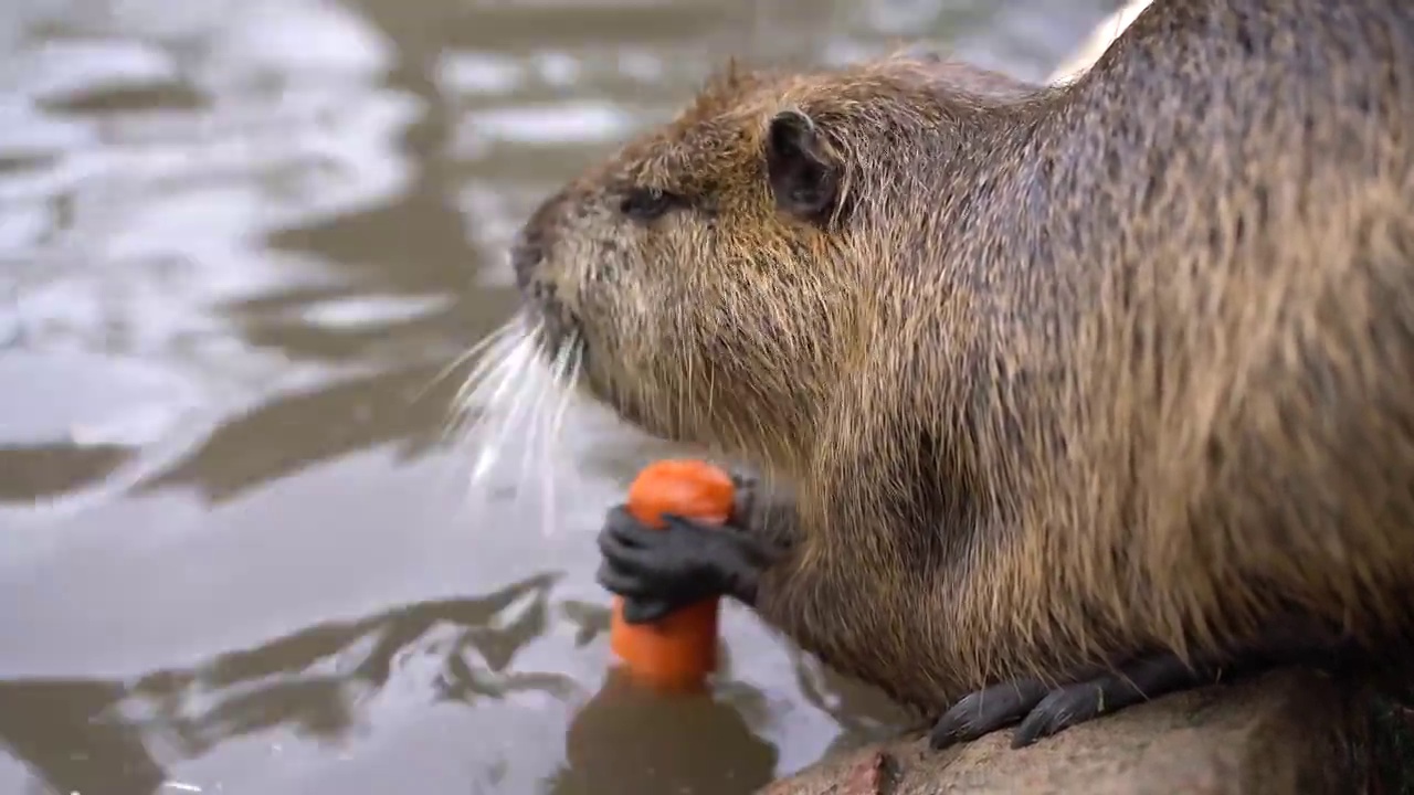 河狸鼠坐在池塘里吃胡萝卜视频素材