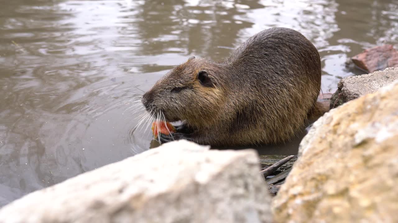 海狸鼠在池塘边吃东西视频素材