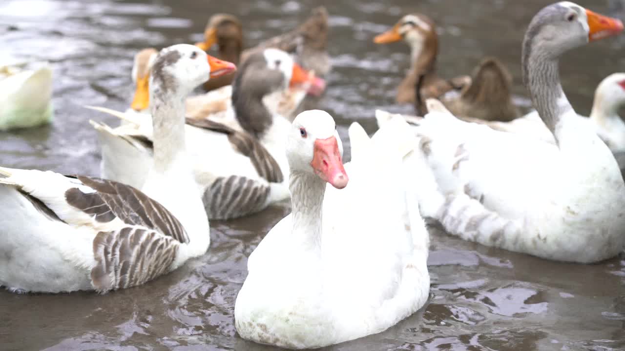 农场里池塘里不同种类的鸭子视频下载