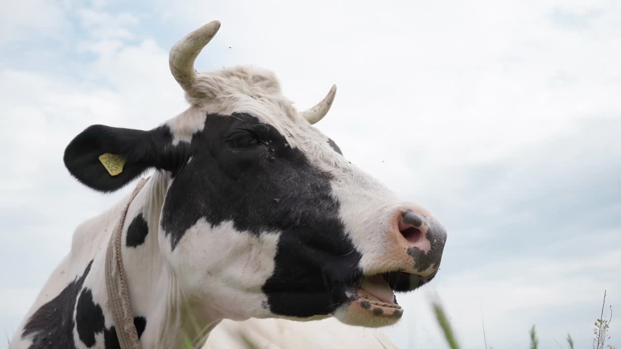 奶牛躺在青草上嚼着。牛头近一点。牛在牧场,4 k视频素材