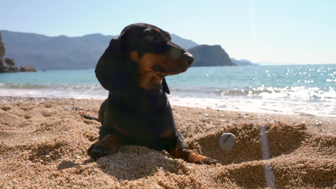 有趣的腊肠小狗晒日光浴，游泳后躺在沙滩上晒太阳，正面视图。狗在湿沙中挖洞。度假胜地，与宠物旅游。积极的生活方式视频素材