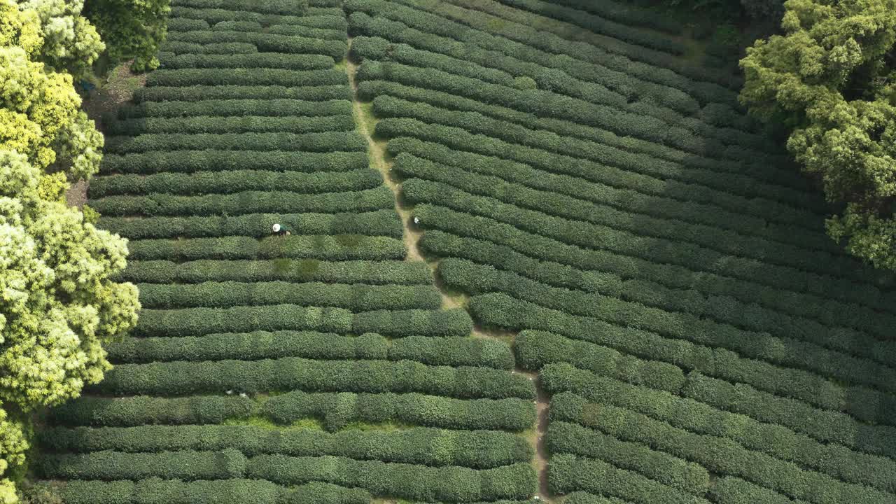 在中国杭州的茶园，农民采摘茶叶的无人机视图。视频下载