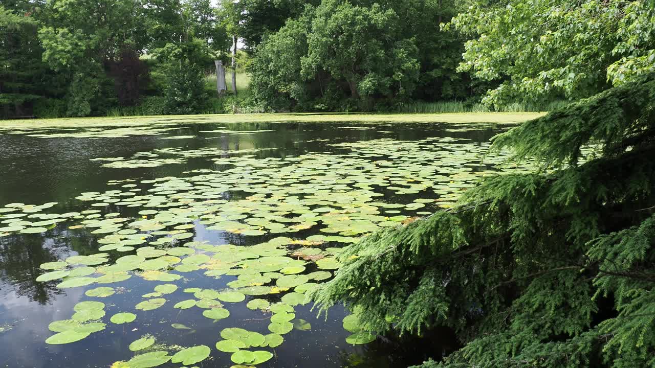 英国温德米尔湖区霍勒希尔塔恩上的黄睡莲，黄莲和浮萍。视频素材