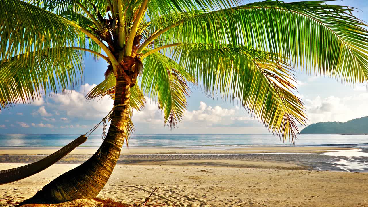 棕榈树的海滩视频素材
