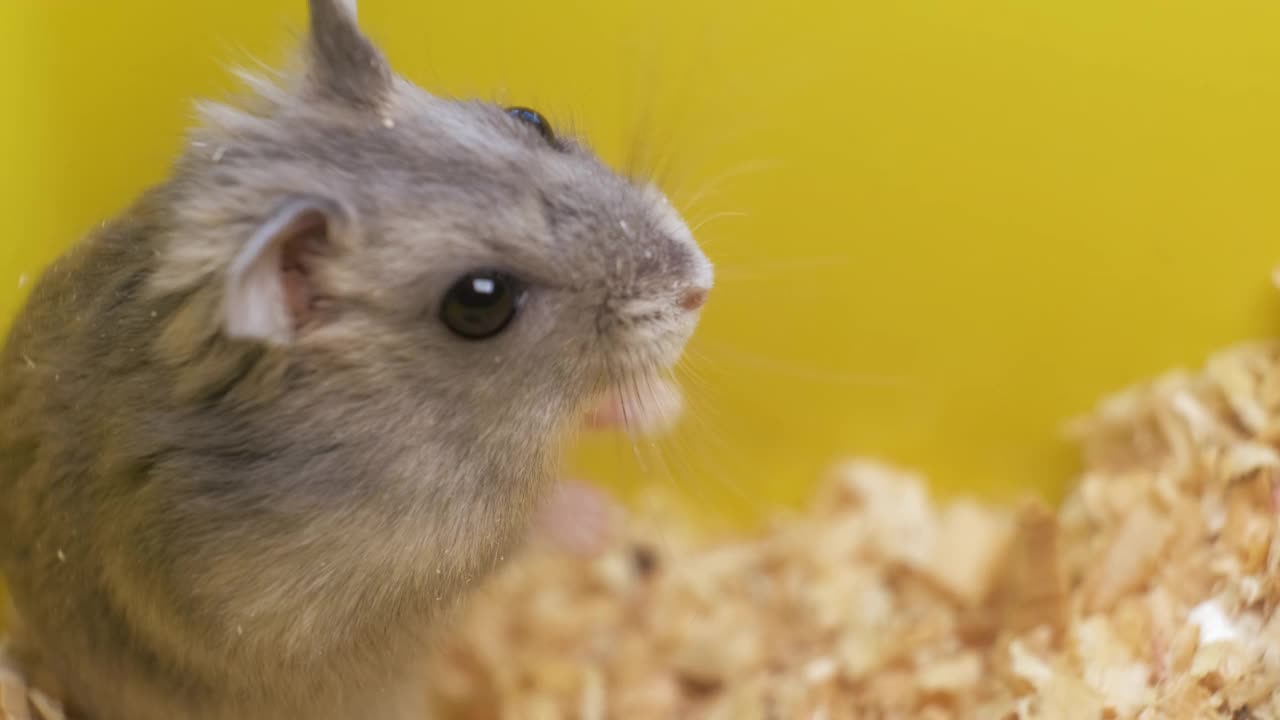 黄色家笼子里的灰色小仓鼠。视频素材