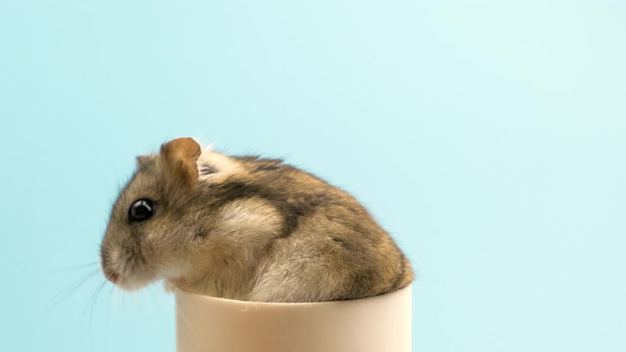 一个小有趣的迷你jungar仓鼠吃面包屑的特写。家里毛茸茸的、可爱的准噶尔鼠。视频素材