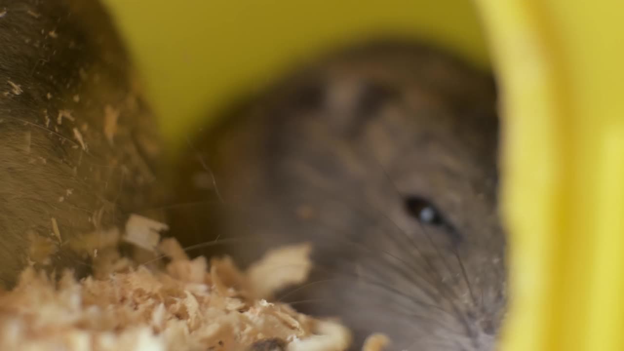 黄色家笼子里的灰色小仓鼠。视频素材