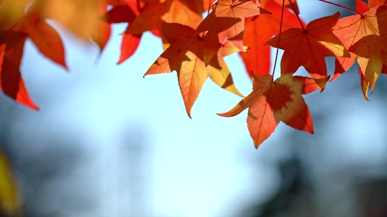 秋天的季节视频下载